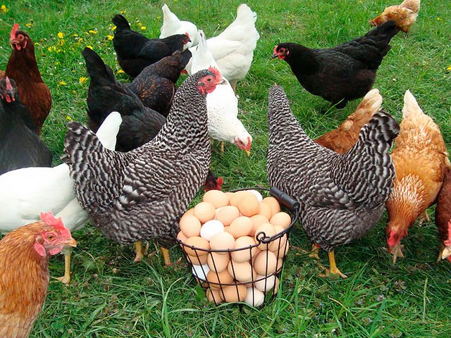 Содержание кур и уход за ними | ЗооТом - продажа, вязка и услуги для животных в Павлово