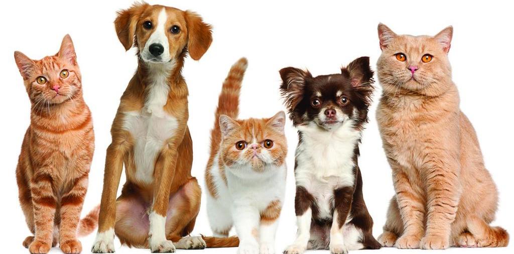 Доска объявлений о животных | ЗооТом - продажа, вязка и услуги для животных в Павлово