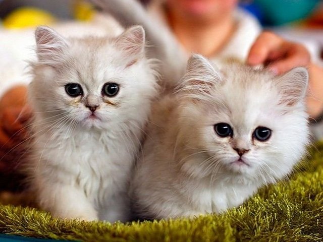 Породы кошек в Павлово | ЗооТом портал о животных