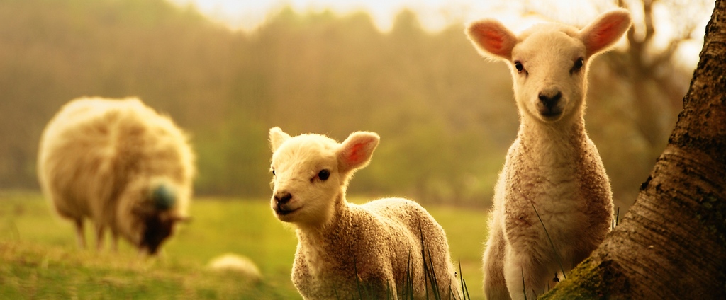 Объявления о сельскохозяйственных животных | ЗооТом - продажа, вязка и услуги для животных в Павлово