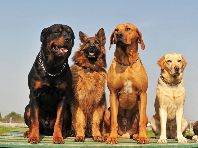 Крупные породы собак в Павлово | ЗооТом портал о животных