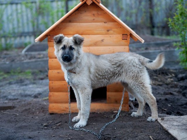 Все о собаках в Павлово